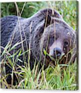 Grizzly Bear, Canada Canvas Print