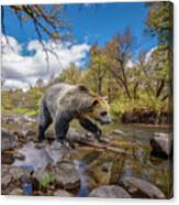 Grizzly Bear Creek Canvas Print