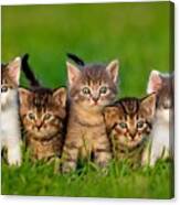 Group Of Five Little Kittens Sitting Canvas Print