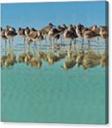 Group Of Willets Reflection Canvas Print