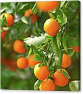 Growing Tangerines Canvas Print