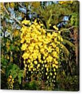 Guatemalan Blossoms Canvas Print