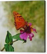 Gulf Fritillary Butterfly Canvas Print
