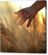 Hand In A Field Canvas Print