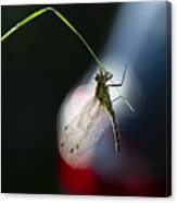 Hanging Dragonfly Canvas Print