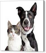 Happy Border Collie Dog And Tabby Cat Together Closeup Canvas Print