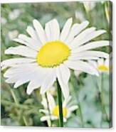 Happy For Daisies Canvas Print