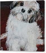 Havanese Puppy Canvas Print