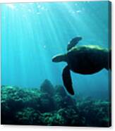 Hawaii, Green Sea Turtle Canvas Print