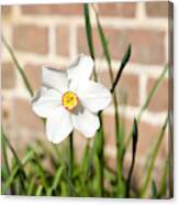 Heirloom Daffodil Canvas Print