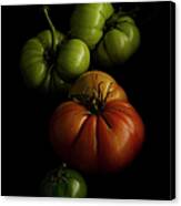 Heirloom Tomatoes On A Black Background Canvas Print