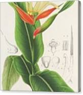 Heliconia Aurantiaca Canvas Print