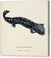 Hellbender Salamander  Cryptobranchus Alleganiensis Illustrated By Charles Dessalines D' Orbigny  1 Canvas Print