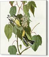 Hemlock Warbler Canvas Print
