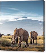 Herd Of African Elephants In Front Of Kilimanjaro Canvas Print