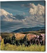 Herd Of American Buffalo Bison Grazing In Yellowstone Canvas Print