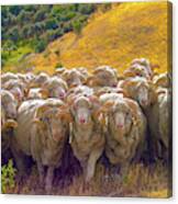 Herding Merino Sheep Canvas Print