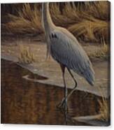Heron Wading Canvas Print