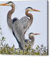 Herons Showing A Little Heart Canvas Print