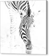 High Key Zebra Drinking Canvas Print