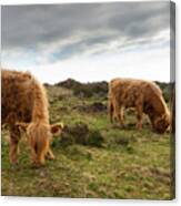 Highland Cattle Feeding At Baslow Edge Canvas Print