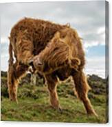 Highland Cow Having A Scratch Canvas Print