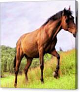 Highland Steed - Horse - Pony Canvas Print
