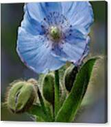 Himalayan Blue Poppy Flower And Buds Canvas Print