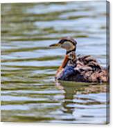 Hitchhiker Grebe Chick Canvas Print