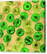 Hiv-1, Human Immunodeficiency Virus, Tem Canvas Print