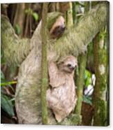 Hoffmann's Two-toed Sloth, Choloepus Hoffmanni Canvas Print