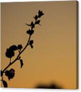 Hollyhock At Dawn Canvas Print