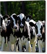 Holstein Calves Cattle Cows Dairy Farm Canvas Print