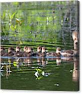 Hooded Merganser And Her Ducklings Dwf0202 Canvas Print