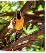 Hooded Oriole 1943 Canvas Print