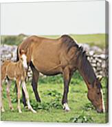 Horse And Foal Grazing In Field Canvas Print