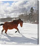 Horse Galloping In Deep Snow With Sun Canvas Print