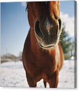 Horse In Snowy Pasture Canvas Print