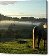 Horse Mist Canvas Print