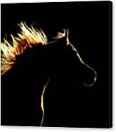 Horse Silhouette On The Dark Background Canvas Print