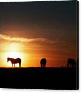 Horses At Sunset Canvas Print