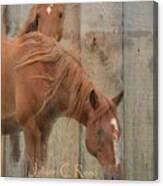 Horses On Wood Canvas Print