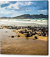 Hot Water Beach, Coromandel, New Zealand Canvas Print