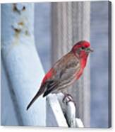 House Finch On The U.s.s. Wisconsin Canvas Print