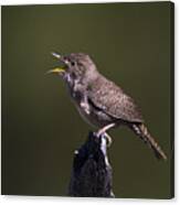 House Wren Canvas Print