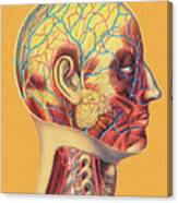 Human Head Anatomy Canvas Print