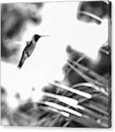 Humminbird In Black And White Canvas Print