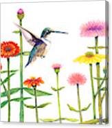 Humming With Zinnias Canvas Print