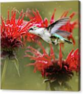 Hummingbird Angel Canvas Print