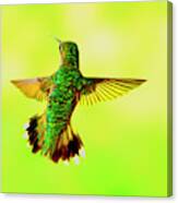 Hummingbird Back Canvas Print